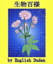 astrantia