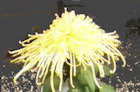 himawari
