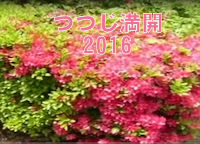 tutuji