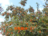 terao3