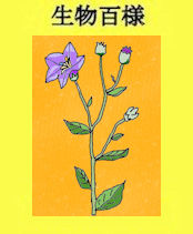 kikyo