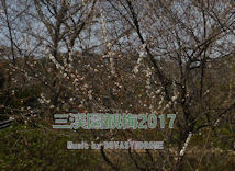 sankei_ume
