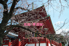 koudouzakura