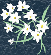 star of bethlehem
