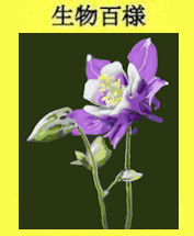 odamaki