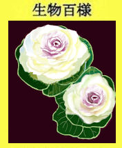 172habotan