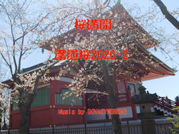 2020koudouzakura