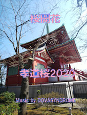 桜咲く