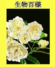 223mokkohbara