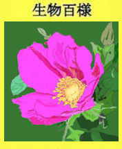 225p