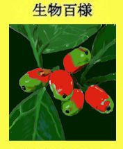 244aoaki