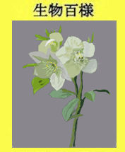 245christmasrose