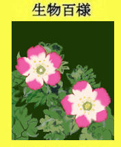251p