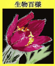 252okinagusa