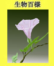263hirugao