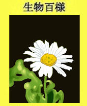 276hamagiku