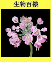277yamarakkyou