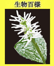 285hutorishizuka