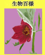 288okinasoh