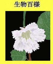 289iwautiwa
