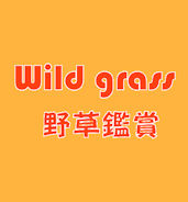 wildgrass